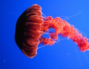 Monterey Bay Aquarium