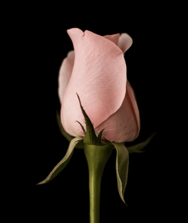 Flower Image